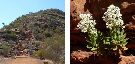 kings canyon walk central australia