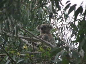 The koala: a little known motivational tool