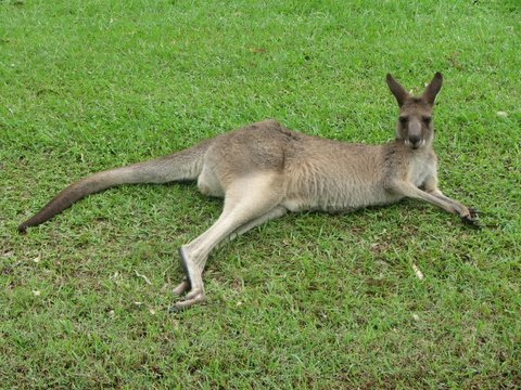 Kangaroo is good for you