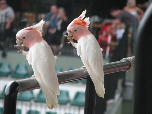 Australian Zoo, Sunshine Coast, animal show