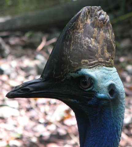 Cassowary: strangely attractive but violent horned bird