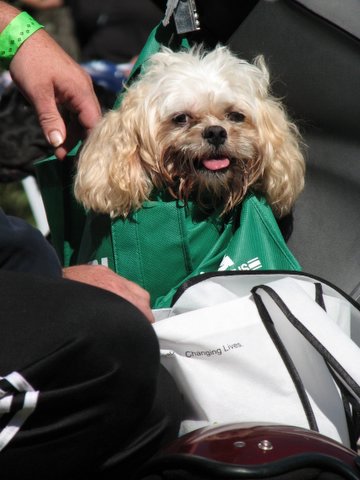doginbag Dog in a Bag