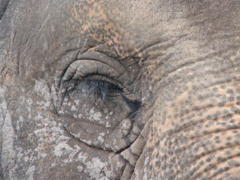 Asian Elephant: mottled and waiting to be fed