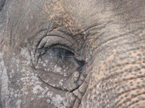 elephant Asian Elephant: mottled and waiting to be fed