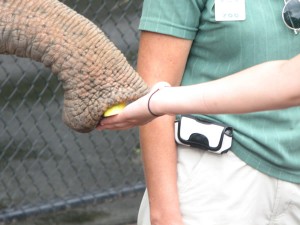 Sunshine Coast: Australia Zoo, home of steve irwin, elephant