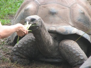 Australia Zoo, sunshine coast, home of steve irwin, Tortoise