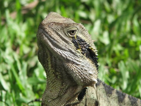 Lizard: running wild and free in amongst the zoo animals