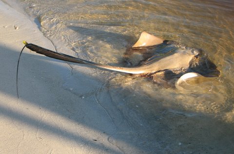 sting-ray Hooked Sting Ray in the Noosa Waterways