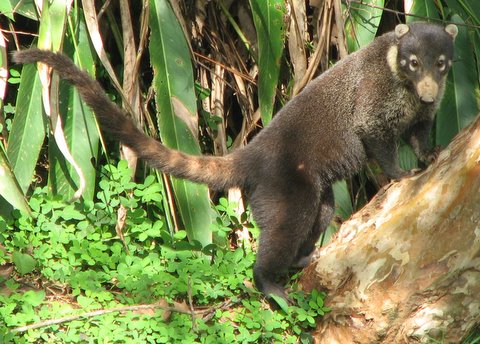 IMG_3746-1 Coati in our garden, Costa Rica