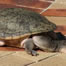 Unrelated Image of Native Australian Long-Necked Turtle