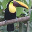I Can, You Can, Toucan