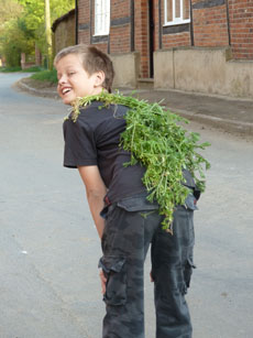 Stickyweed in England