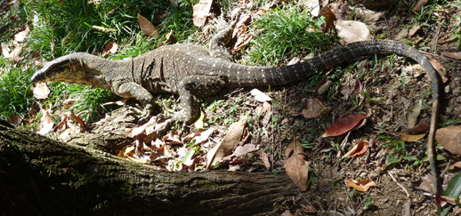 Camping in Australia, Queensland