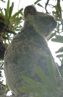 Noosa, Australa koala