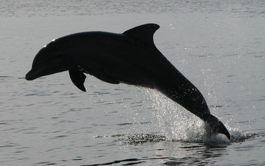 Bocas del Toro dolphin 