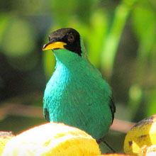 Los Cusingos Costa Rica Bird Sanctuary
