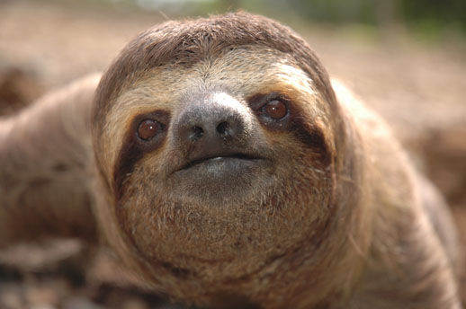 real costa rica sloth