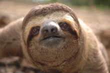 Real costa rica sloth real costa rica sloth