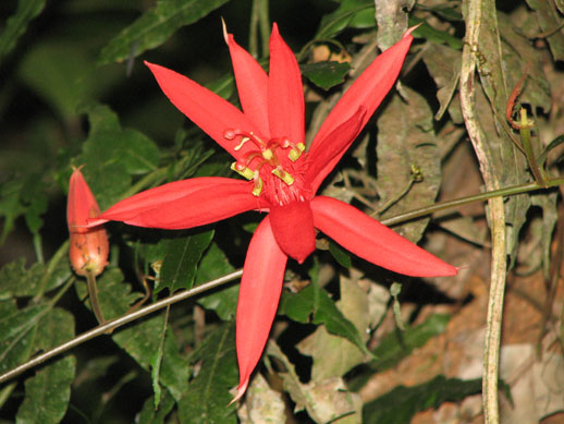 Los Cusingos Bird Sanctuary Costa Rica 