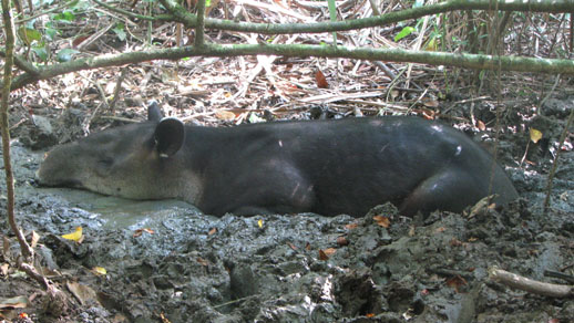 tapir in the osa peninsula, costa rica