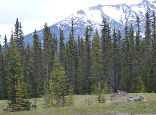 Bear spotting canada