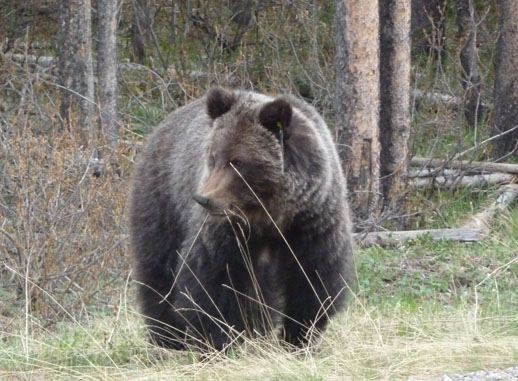 Bear spotting, Banff National Park, Alberta, Canada