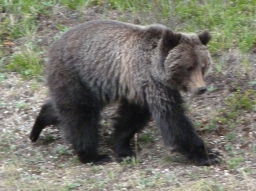 bear spotting, canada, Banff national park