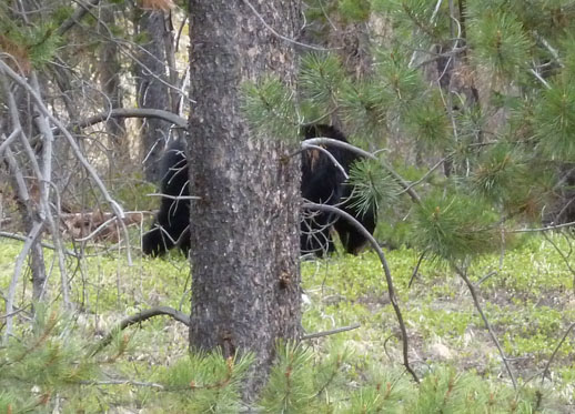 Bear spotting, Banff National Park, Alberta, Canada