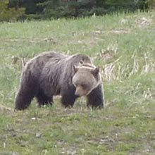 bear hunt canada