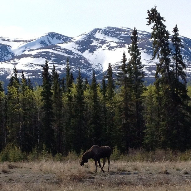 Kluane National Park Glacier Tour