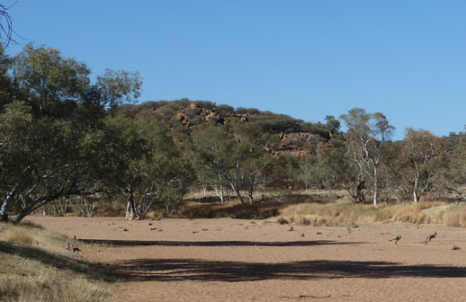 alice springs travel tips walalbies