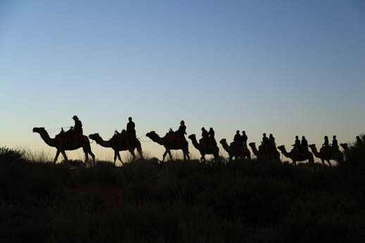 camel tour uluru