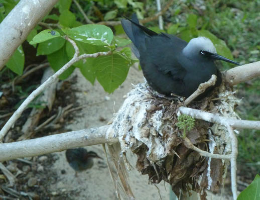 Heron island birds black-noddy-tern-nest