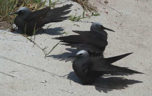 heron island birds black-noddy-tern-sun