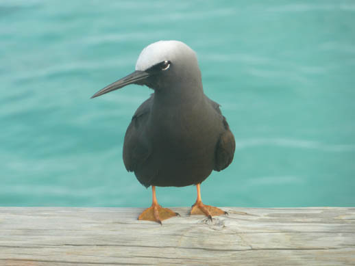 Black noddy term of heron island 