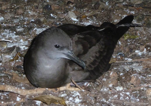 heron island shearwater or mutton bird