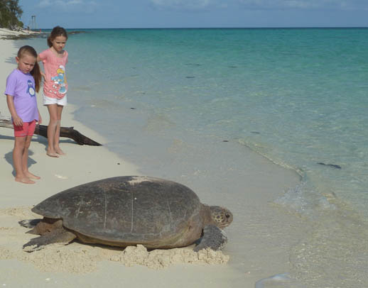 turtle-nesting-heron-island-big