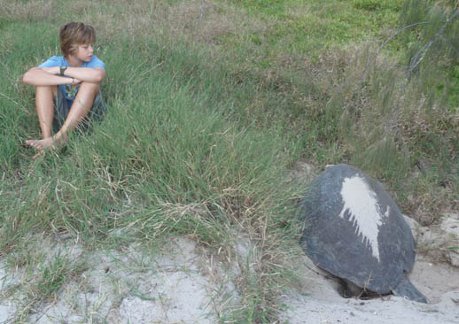 turtle-nesting-heron-island-max