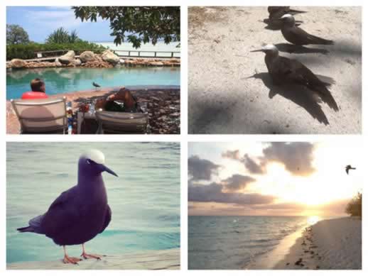 heron island birds