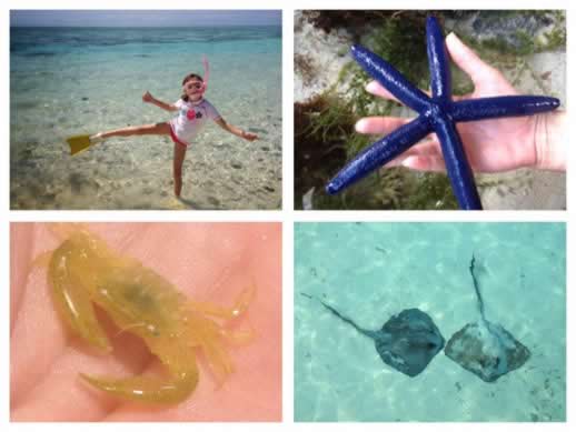 Heron island snorkelling