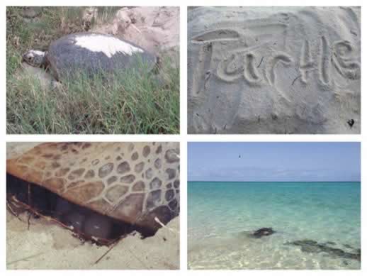 Heron island turtle nesting