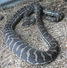 carpet-python-guinea-pig