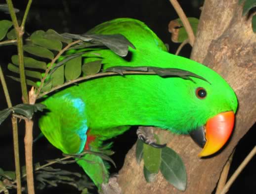 travel-photo-breakfast-birds-port-douglas