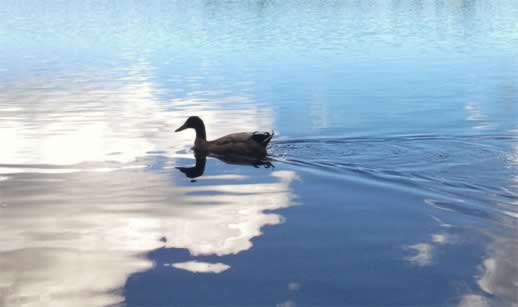 how to meditate duck photo