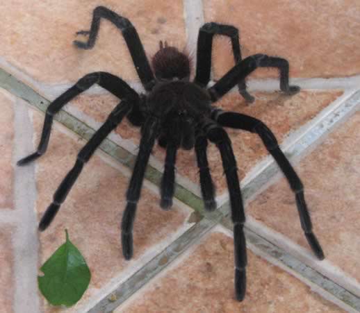 Travel Confession: I Fell in Love With a Cricket - Costa Rica tarantula image