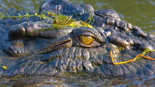 Salt water crocodile - Scarily beautiful in an ugly kind of way.