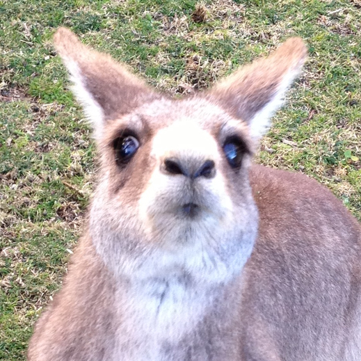 Wollongong travel tips - symbio zoo kangaroo