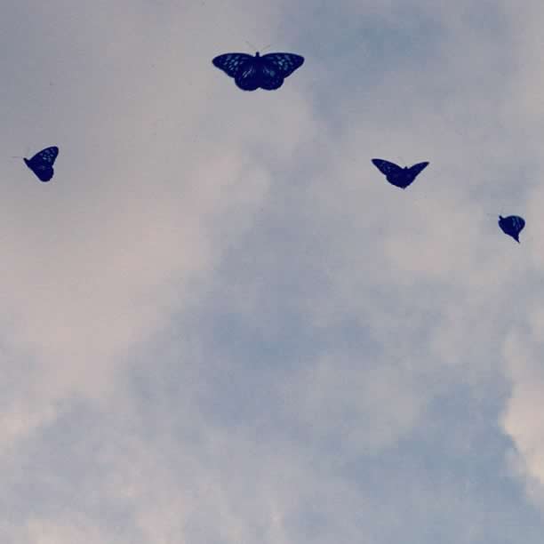 butterflies