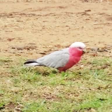how to do nothing galah