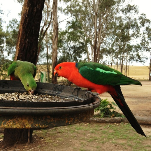 how to do nothing parrots